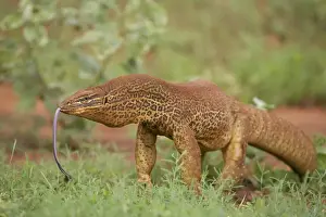 Gould's Goanna - sensing air with tongue One of Australia's largest lizards and found in most open habitats throughout Australia
