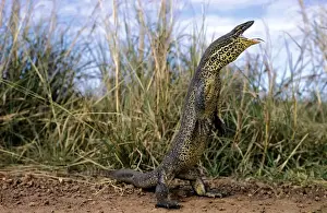 Goannas Prints: Gould's Sand Goanna
