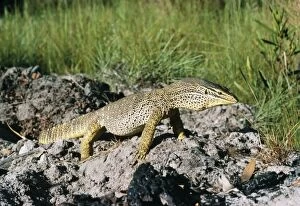 Images Dated 3rd December 2004: Gould's Sand Monitor Lizard Cape York, Australia