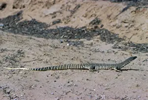 Goannas Prints: Goulds'Sand Goanna