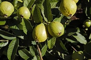 Images Dated 29th April 2006: Goyave Guava Psidium guajava