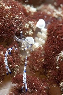 Ancylomenes Gallery: Graceful Anemone Shrimp on Anemone