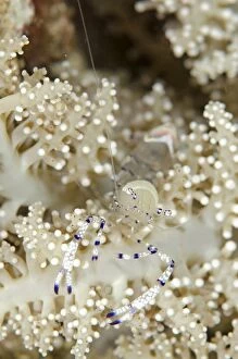 Images Dated 9th March 2014: Graceful Anemone Shrimp on Anemone Boulders dive