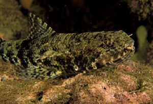 Ecosystem Gallery: Graceful lizardfish