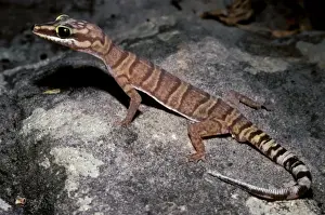 Gracile velvet gecko