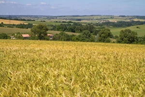 Grain field west of Angouleme in southwestern