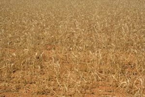 Images Dated 12th November 2008: Grain-growing country - sparsely overgrown grain field. Because of the drought few of the cereal