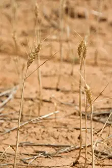 Grain-growing country - detail of a very sparsely overgrown grain field. Because of the drought hardly any of the cereal plants gets enough humidity to develop - near Mildura, Victoria, Australia