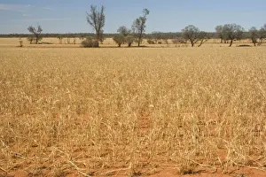 Grains Prints: Grain-growing country - sparsely overgrown grain field as far as the eye can see