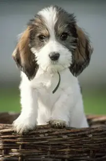 Basset Griffon Vendeen Prints: Gran Basset Griffon Vendeen Dog Puppy