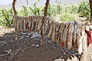 Images Dated 21st August 2005: Granary - Maize / Corn / Sweetcorn - being stored. Borena - Ethiopia