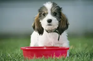 Basset Griffon Vendeen Prints: Grand Basset Griffon Vendeen Dog Pup, sitting with red bowl