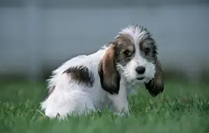 Furry Prints: Grand Basset Griffon Vendeen dog - puppy with long ears
