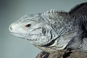 Grand Cayman Island Ground / Blue Iguana