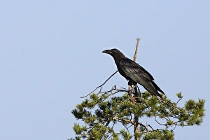 Images Dated 9th July 2005: GRAND CORBEAU