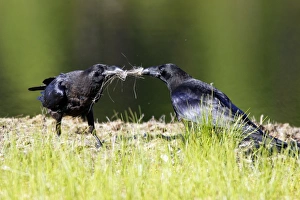 Images Dated 9th July 2005: GRAND CORBEAU