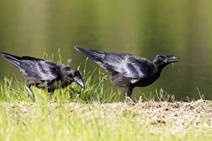 Images Dated 9th July 2005: GRAND CORBEAU