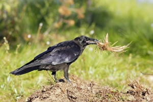 Images Dated 10th July 2005: GRAND CORBEAU