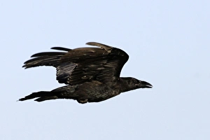 Images Dated 10th July 2005: GRAND CORBEAU
