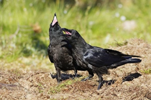 Images Dated 10th July 2005: GRAND CORBEAU