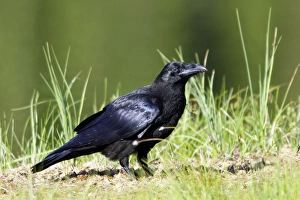 Images Dated 9th July 2005: GRAND CORBEAU