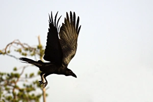 Images Dated 13th July 2005: GRAND CORBEAU