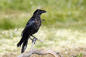 Images Dated 10th July 2005: GRAND CORBEAU