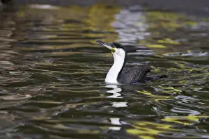 White Necked Prints: Grand cormoran ( race africaine) White necked Cormorant Phalacrocorax carbo
