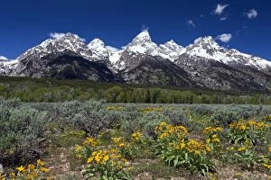 Images Dated 5th June 2013: Grand Teton Mountain Range - and Arrowleaf Balsamroot