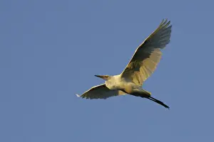 Grande aigrette. Great Egret Casmerodius albus