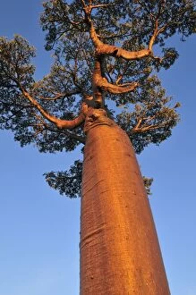 Grandidiers Baobab (Adansonia grandidieri)