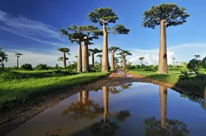 Track Prints: Grandidier's Baobab - near Morondava - Madagascar