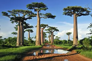 Baobabs Prints: Grandidier's Baobab - near Morondava - Madagascar