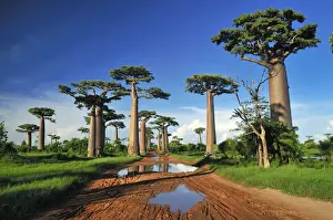 Track Prints: Grandidier's Baobab - near Morondava - Madagascar