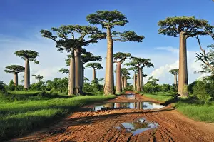 Grandidier's Baobab - near Morondava - Madagascar