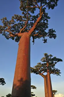 Grandidier's Baobab - near Morondava - Madagascar
