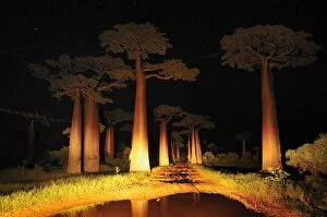 Images Dated 31st January 2008: Grandidier's Baobab at night