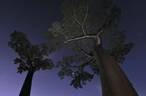 Grandidiers Baobab at night (Adansonia grandidieri)