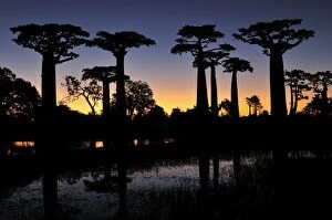 Grandidiers Baobab at sunset (Adansonia grandidieri)
