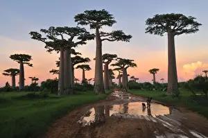 Grandidier's Baobab at sunset - near Morondava - Madagascar