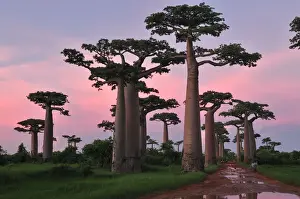 Baobabs Prints: Grandidier's Baobab at sunset - near Morondava - Madagascar