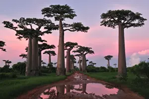 Dusk Prints: Grandidier's Baobab at sunset - near Morondava - Madagascar