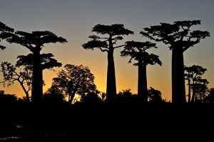 Grandidier's Baobab at sunset - near Morondava - Madagascar