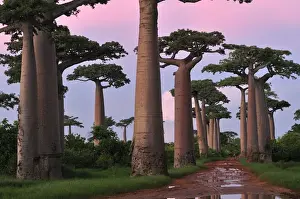 Baobabs Prints: Grandidier's Baobab at sunset - near Morondava - Madagascar