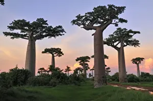 Grandidier's Baobab at sunset - near Morondava - Madagascar