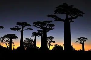 Landscapes Prints: Grandidier's Baobab at sunset - near Morondava - Madagascar