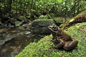 Grandidiers Stream Frog - by edge of stream in rainforest