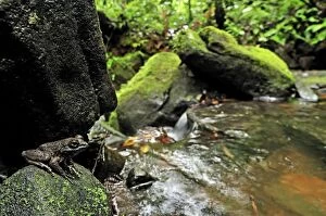 Images Dated 26th January 2008: Grandidier's Stream Frog - on rock by stream in rainforest