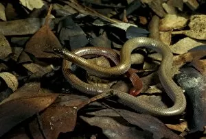 Leaf Litter Gallery: Granite / Pink-tailed worm lizard - vulnerable species. Eats only ants