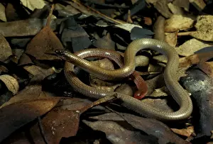 Leaf Litter Prints: Granite / Pink-tailed worm lizard - vulnerable species. Eats only ants